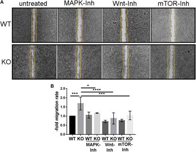 Deletion of Protocadherin Gamma C3 Induces Phenotypic and Functional Changes in Brain Microvascular Endothelial Cells In Vitro